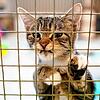 In Lauchringen wurde eine Katze (hier ein Symbolbild aus einem Tierheim) an der Wutach schwer misshandelt aufgefunden. Nun ist das Tier ...