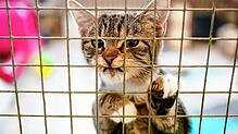 In Lauchringen wurde eine Katze (hier ein Symbolbild aus einem Tierheim) an der Wutach schwer misshandelt aufgefunden. Nun ist das Tier ...