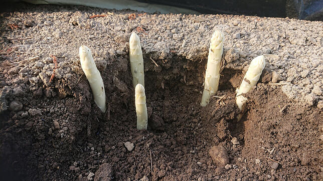 Hier wachsen gleich fünf Spargel aus einer Pflanze.