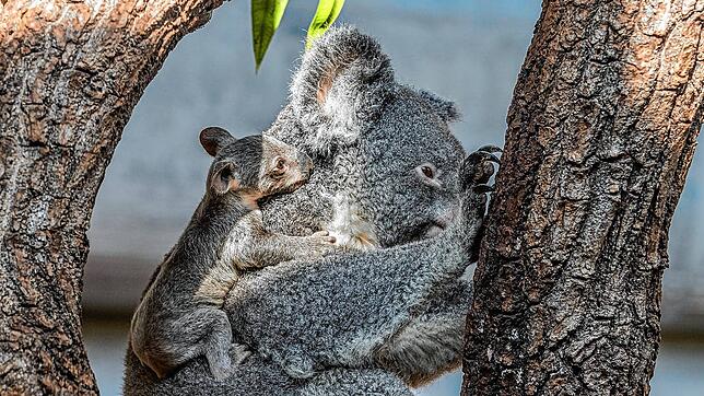 Koala Pippa und ihr Jungtier.