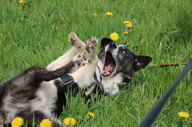 Die Hunde wurden alle zusammen gehalten, sie sind laut Einschätzung der Tierheimmitarbeiter „super sozialverträglich und sehr ...