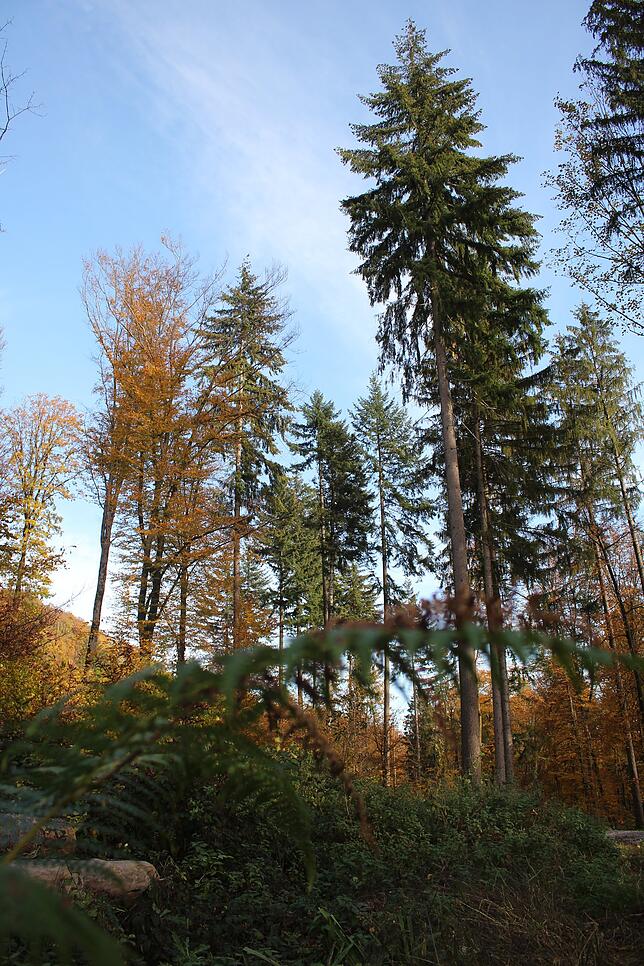 Die Buche, ein Laubbaum, und die Douglasie, ein Nadelbaum, wachsen am Eggberg Seite an Seite. In den Augen von Markus Rothmund, dem ...