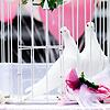 Weiße Tauben warten in einem Käfig während einer Hochzeit im Rathaus auf ihren Einsatz.