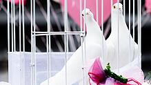 Weiße Tauben warten in einem Käfig während einer Hochzeit im Rathaus auf ihren Einsatz.