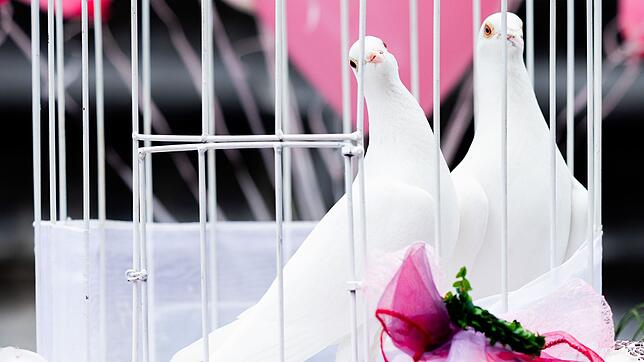 Weiße Tauben warten in einem Käfig während einer Hochzeit im Rathaus auf ihren Einsatz.