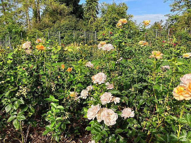 Die Rosenbeete auf dem Hubenloch sollen neu angelegt werden.
