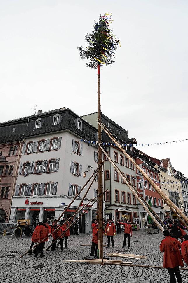 Geschafft, jetzt steht er sicher in der Mitte des Latschariplatzes, der 20 Meter lange Narrenbaum.