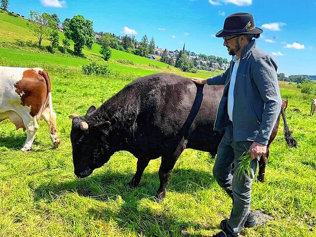 Japanische Rinder vor Schwarzwälder Kulisse. Stephan Peltzer hat mit der Wagyus neue berufliche Erfüllung gefunden.