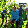 Die Weinlese 2024 wird aufwendiger sein, da der Reifegrad der Trauben durch Frost und Regen sehr unterschiedlich sein wird, die ...