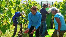 Die Weinlese 2024 wird aufwendiger sein, da der Reifegrad der Trauben durch Frost und Regen sehr unterschiedlich sein wird, die ...