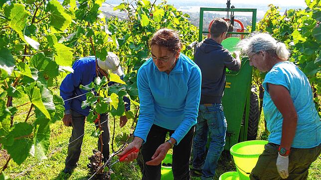 Die Weinlese 2024 wird aufwendiger sein, da der Reifegrad der Trauben durch Frost und Regen sehr unterschiedlich sein wird, die ...