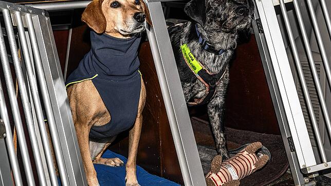 Laika ist einsatzgeprüft und wartet mit Luna, einer acht Monate alten Leopard-Labrador-Hündin in der Ausbildung, auf ihren Trainingseinsatz.