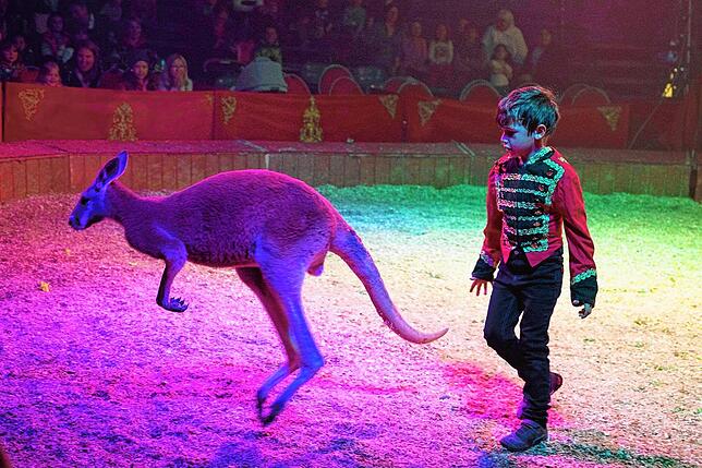 Alessio ist Namensgeber des Zirkus&lsquo;, hier in der Manege mit einem Känguru.