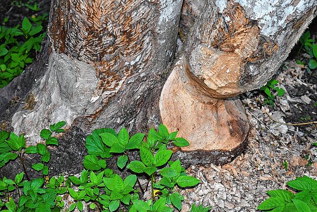 Hier waren Biber am Werk: Sie ernähren sich von Baumrinde und Blättern. Wenn der Baum fällt, kommen sie besser an die Blätter.