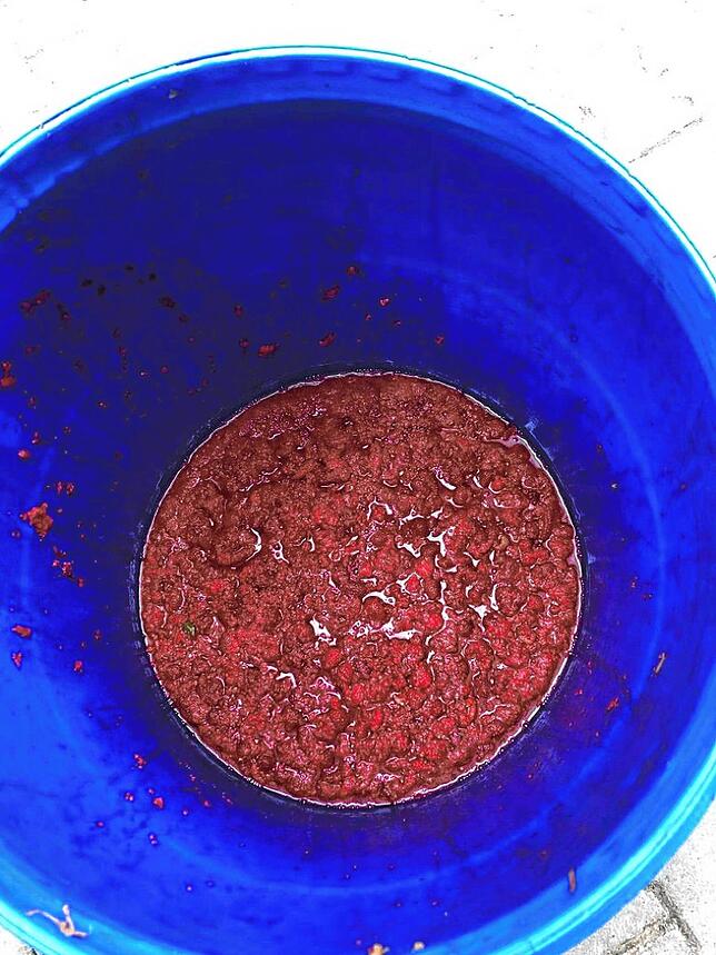 Die Himbeeren eingelegt in Alkohol (Mazeration).