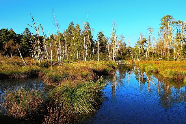 Das Moor im Pfrunger-Burgweiler Ried.