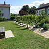 Kompensation der anderen Art: der &bdquo;Weinberg Herten&ldquo;.
