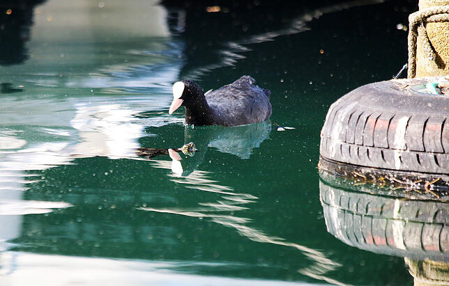 Leben gemeinsam im Hafen: Ein Blesshuhn und eine Gelbwangen-Schmuckschildkröte dicht beeinander.