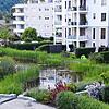 Das Froschgequake aus dem Teich vor der Wohnanlage in der Neumarkter Straße stört die Nachbarn. Sie fordern: der Teich und die Frösche ...