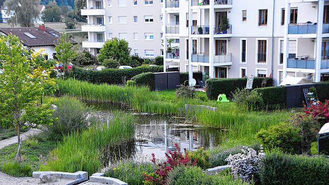 Das Froschgequake aus dem Teich vor der Wohnanlage in der Neumarkter Straße stört die Nachbarn. Sie fordern: der Teich und die Frösche ...