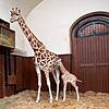 In der Nacht auf Dienstag, 7. Mai, kam das Kordofan Giraffenbaby Vizuri auf die Welt. Auf dem Bild ist das Jungtier mit seiner Mutter ...