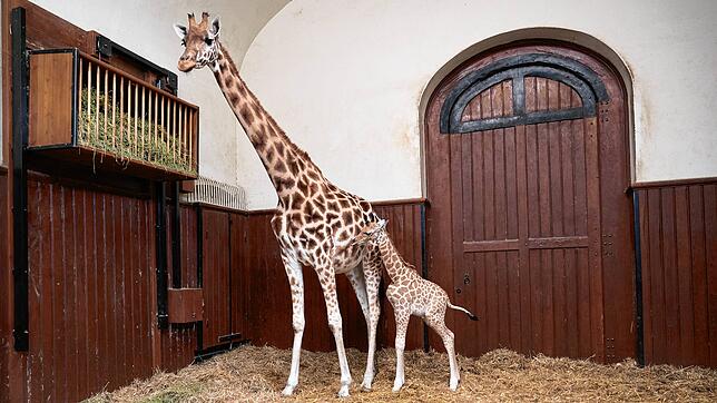 In der Nacht auf Dienstag, 7. Mai, kam das Kordofan Giraffenbaby Vizuri auf die Welt. Auf dem Bild ist das Jungtier mit seiner Mutter ...