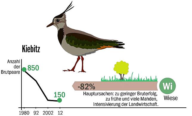Vogelwelt_online_Kiebitz