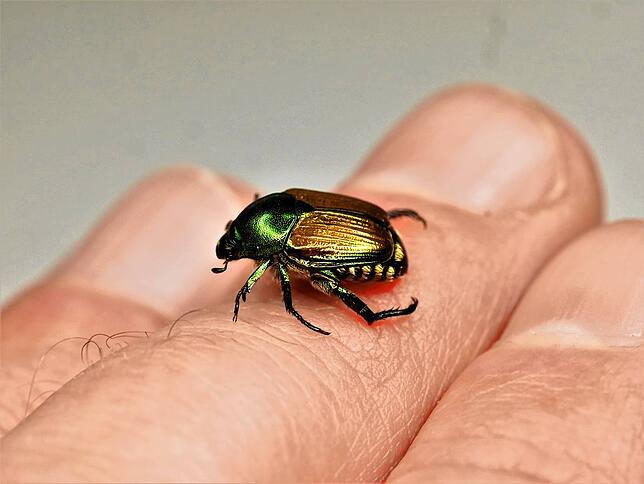 Der Japankäfer gilt als invasive Art mit großem Schadenspotenzial.