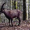 Ein Steinbock im Hotzenwald &ndash; ausgebüxt aus dem Tiergehege Waldshut.