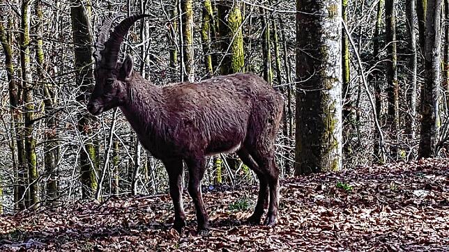 Ein Steinbock im Hotzenwald &ndash; ausgebüxt aus dem Tiergehege Waldshut.
