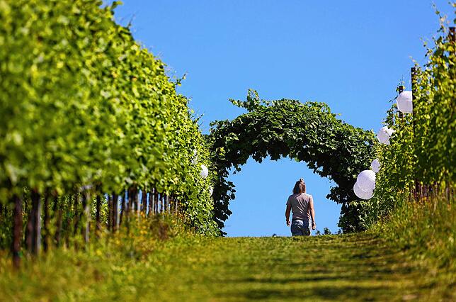 Der Bodensee zählt zu den bedeutendsten Weinregionen Deutschlands. Eine Weinprobe in dieser malerischen Umgebung verbindet Genuss, ...