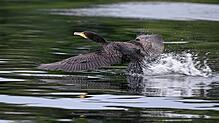 Ein Kormoran startet an der Lipach-Mündung zum Flug über den Bodensee. Laut der Sprecherin des Württembergischen Fischereivereins sorgt ...