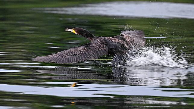 Ein Kormoran startet an der Lipach-Mündung zum Flug über den Bodensee. Laut der Sprecherin des Württembergischen Fischereivereins sorgt ...