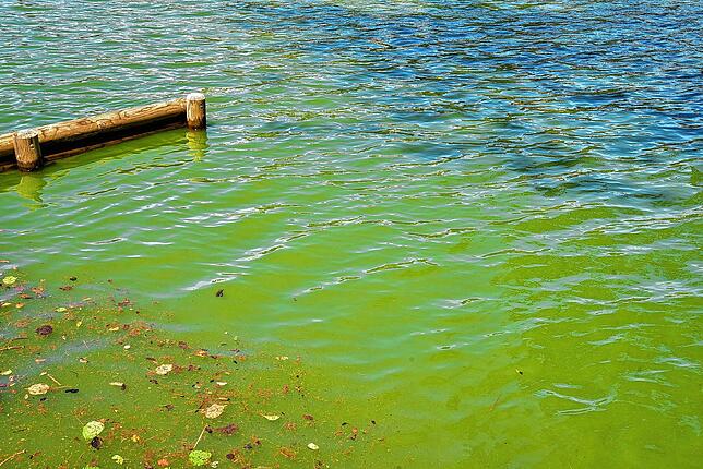 Grünlich-trüb schimmerte der Klosterweiher im Juli. Grund war eine starke Algenblüte.