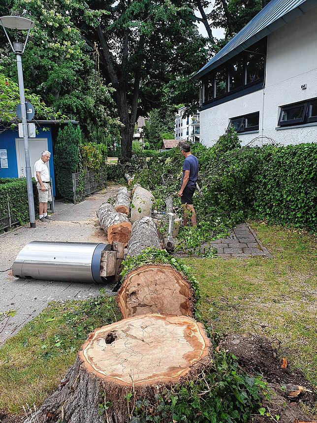 In diese hohle Gasse fiel die Birke, zwischen Minigolf und Yachtclub, unweit des Bodenseeufers in Überlingen. Mitarbeiter des ...