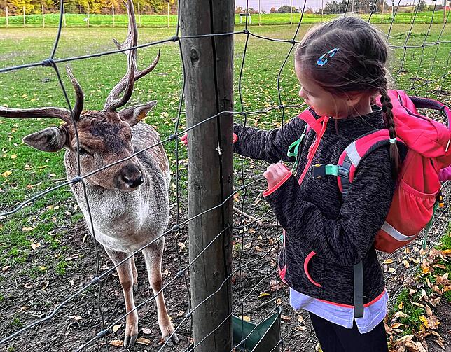 Im Wildgehege beim Erlebnisbauernhof werden die Besucher von zutraulichem Damwild begrüßt.
