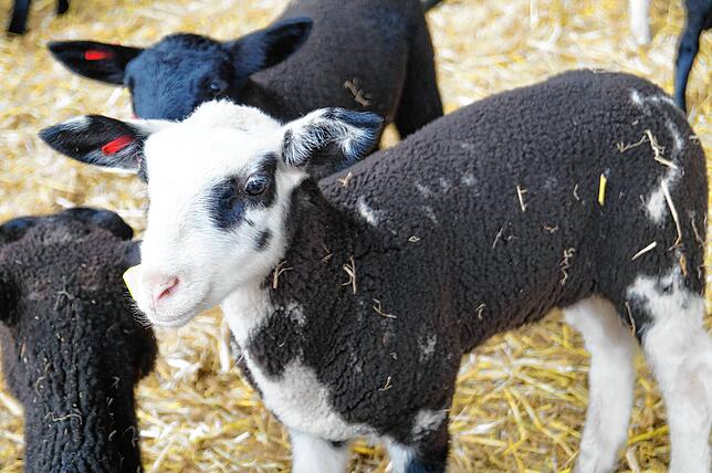 Schwarze, weiße und gescheckte Wollknäuel staksen durch Stall und über das Gelände des Salemer Hofprojekts.