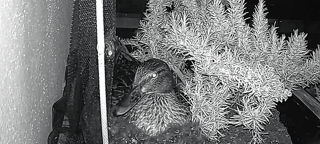 Die Enten-Paten haben sich extra eine Webcam geliehen, damit sie Rosi bewachen können, ohne sie zu stören.