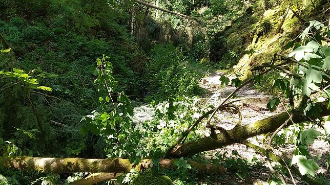 Der Weg zur Ruine Falkenstein ist ab Sägewerk King wegen Sturmschäden gesperrt.