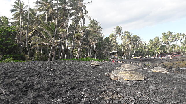 Wie vor Tausenden Jahren: Meeresschildkröten bei der Eiablage am Punalu’u Black Sand Beach auf der größten Insel, Big Island.