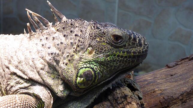 Im Reptilienhaus Uhldingen können exotische Tiere hinter Glas in ihren Terrarien beobachtet werden.