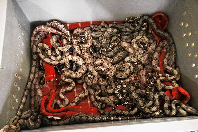 Das sind 42 Boa-constrictor-Babys, die am 13. April im Reptilienhaus Unteruhldingen auf die Welt kamen.