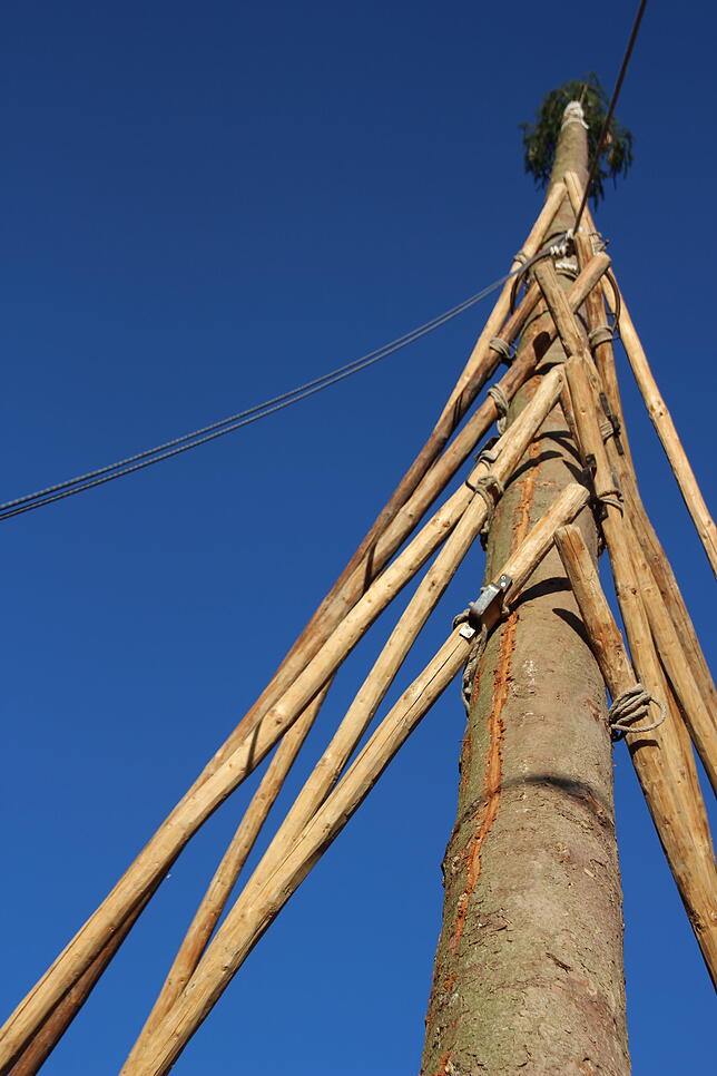Bild 5: Der 32 Meter hohe Narrenbaum in Stockach steht
