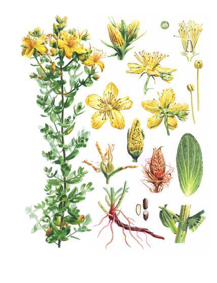 Natur Apotheke