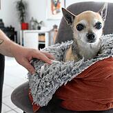 Chihuahua-Dame Luana ist schon 15 Jahre alt. Sie stammt aus dem Tierschutz und lebt nun ein sorgenfreies, liebevolles Leben bei Familie ...