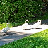 Schwäne im Gänsemarsch &ndash; hier im Herosé-Park.