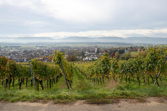 Der Erzinger Kapellenberg zählt zu den südlichsten Weinbaugebieten in Deutschland.