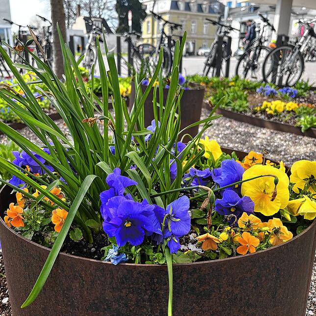 Bild 8: Zwischen Betonwüste und Blütenmeer &ndash; Wo finden Konstanzer eigentlich den Frühling in der Stadt?