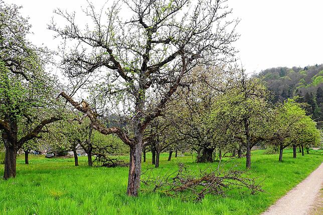 Bild 3: Streit um das Freiwiesle: So sieht die Streuobstwiese aktuell aus