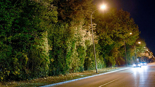 Eine Straße und die angrenzende Grünanlage im Freiburger Industriegebiet hinter dem Hans-Bunte-Areal nahe des Tatorts.